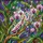 Orchid Mantis Stained Glass, Blooming Orchids Botanical Mosaic - Tiffany Jewel Tones Home Decor Gift Stained Glass Suncatcher - 5