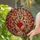 Intricate Stained Glass Peace Sign Hand with Red Heart Mosaic Tiffany Glass Art Stained Glass Suncatcher - 2