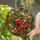 Pomegranate Tiffany Stained Glass Botanical Garden Mosaic - Ruby Red Floral Vines Stained Glass Suncatcher - 2