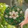 Magnolia Flower Stained Glass Tiffany Style - Botanical Mosaic Intricate Organic Pattern Stained Glass Suncatcher - 2