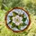 Tiffany Stained Glass White Magnolia Flower Buds - Amber Circular Border Mosaic Sky Art Stained Glass Suncatcher - 1