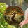 Majestic Gnarled Tree Tiffany Stained Glass Landscape Art - Rolling Hills Mountains Stained Glass Suncatcher - 2