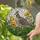 Highly Detailed California Quail Stained Glass Art - Tiffany Style Poppies & Leaves Stained Glass Suncatcher - 2