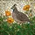 Highly Detailed California Quail Stained Glass Art - Tiffany Style Poppies & Leaves Stained Glass Suncatcher - 5