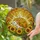 Hedgehog Sunflower Autumn Leaves Stained Glass Mosaic Dappled Light Stained Glass Suncatcher - 2