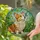 Corgi Dog Butterfly Stained Glass Mosaic - Intricate Jewel Tone Tiffany Art & Greenery Stained Glass Suncatcher - 2