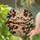 Chickadee Birds Stained Glass Art - Tiffany Style Mosaic Berries & Green Foliage Stained Glass Suncatcher - 2