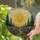 Tiffany Stained Glass Radiant Textured Sun Wildflower Path Evergreen Hilly Landscape Stained Glass Suncatcher - 2