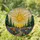 Tiffany Stained Glass Radiant Textured Sun Wildflower Path Evergreen Hilly Landscape Stained Glass Suncatcher - 1