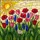 Tiffany Style Stained Glass Spring Meadow Tulips Poppies Grape Hyacinths Daisy Full Sun Stained Glass Suncatcher - 5