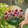 Tiffany Style Stained Glass Spring Meadow Tulips Poppies Grape Hyacinths Daisy Full Sun Stained Glass Suncatcher - 2