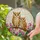 Detailed Short-Eared Owls Pink Tulips Gnarled Branch Tiffany Stained Glass Mosaic Stained Glass Suncatcher - 2