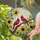 Two Red Cardinal Birds Bright Sunflowers Gnarled Branch Tiffany Style Stained Glass Art Stained Glass Suncatcher - 2