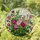 Tiffany Style Stained Glass Rose Garden with Blooming Fuchsia Pink Flowers & Green Leaves Stained Glass Suncatcher - 1