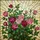 Tiffany Style Stained Glass Rose Garden with Blooming Fuchsia Pink Flowers & Green Leaves Stained Glass Suncatcher - 5