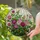 Tiffany Style Stained Glass Rose Garden with Blooming Fuchsia Pink Flowers & Green Leaves Stained Glass Suncatcher - 2