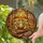 Segmented Cap Mushrooms Antique Books Tiffany Style - Autumn Forest Leaves Fall Home Decor Stained Glass Suncatcher - 2