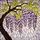 Wisteria Flowers Stained Glass Tiffany Style Mosaic Tree Branch Leaves Floral Stained Glass Suncatcher - 5