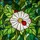 Tiffany Style Stained Glass White Flower Red Ladybug Green Leaves Art Home Decor Gift Stained Glass Suncatcher - 5