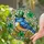 Blue Bird Leprechaun Hat, Four Leaf Clovers Gold Coins Tiffany Stained Glass Luck Stained Glass Suncatcher - 2