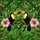 Tiffany Style Toucans Pink Hibiscus Tropical Leaves Colorful Intricate Stained Glass Stained Glass Suncatcher - 5