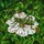 Grasshopper White Flower Stained Glass Art - Green Foliage Tiffany Style Jewel Tones Stained Glass Suncatcher - 5