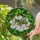 Grasshopper White Flower Stained Glass Art - Green Foliage Tiffany Style Jewel Tones Stained Glass Suncatcher - 2