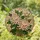 Tiffany Style Chrysanthemum Flowers - Jewel Tone Emerald Leaves & Amber Mosaic Background Stained Glass Suncatcher - 1