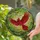Intricate Stained Glass Cardinal Bird in Flight Tiffany Style Forest Canopy Mosaic Stained Glass Suncatcher - 2