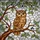 Brown Tan Owl Stained Glass Tiffany Art - Tree Branch Leaves Berries Mosaic Glass Design Stained Glass Suncatcher - 5