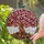 Intricate Gnarled Tree Roots Stained Glass Mosaic Leaves - Tiffany Style Glowing Decor Stained Glass Suncatcher - 2