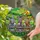Curious Donkeys Rustic Wooden Fence Stained Glass - Rolling Green Hills & Radiant Sun Art Stained Glass Suncatcher - 2