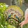Vibrant Yellow Blue Songbirds Pink Orchid Tiffany Stained Glass Mosaic Sunlight Art Stained Glass Suncatcher - 2