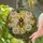 Honey Bee Daisy Flower Tiffany Stained Glass Art - Intricate Amber Golden Floral Decor Stained Glass Suncatcher - 2