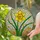 Daffodil Flower Tiffany Stained Glass Mosaic Emerald Green Leaves Glowing Jewel Tones Stained Glass Suncatcher - 2