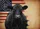 Black Angus Cow Betsy Ross Flag 1776-2026 - USA 250th Anniversary Independence Day Yard Sign - 6