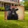 Black Angus Cow Betsy Ross Flag 1776-2026 - USA 250th Anniversary Independence Day Yard Sign - 1