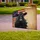 Black Angus Cow Betsy Ross Flag 1776-2026 - USA 250th Anniversary Independence Day Yard Sign - 3