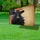 Black Angus Cow Betsy Ross Flag 1776-2026 - USA 250th Anniversary Independence Day Yard Sign - 4