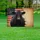 Black Angus Cow Betsy Ross Flag 1776-2026 - USA 250th Anniversary Independence Day Yard Sign - 5