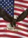 Bald Eagle American Flag 1776-2026 - USA 250 Years of Freedom Anniversary Gift Garden Flag - 6