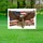 Bald Eagle American Flag We the People Cross 1776 God Bless America - USA 250th Anniversary Yard Sign - 5