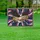 Bald Eagle 1776-2026 Flag Stripes USA 250th Anniversary Patriotic Commemorative Art Yard Sign - 5