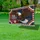 Bald Eagle American Flag 1776-2026 - USA 250th Anniversary Independence Day for Veterans Yard Sign - 4