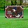 Bald Eagle American Flag 1776-2026 - USA 250th Anniversary Independence Day for Veterans Yard Sign - 5
