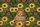Happy Brown Bear Cub Golden Sunflowers Dahlia Rustic Sign - Nature Lover Home Decor Gift Quilted Tote Bag - 7
