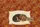 Sleeping Dachshund Puppy Name Sign Autumn Leaves - Dog Lover Fall Decor Gift Quilted Tote Bag - 7