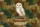 Barn Owl with Golden Eyes Vintage Leather Books Curved Parchment Scroll - Book Lover Gift Quilted Tote Bag - 7