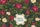 Perching Birds Botanical Flowers Floral Wreath Personalized Name - Nature Lover Gift Quilted Tote Bag - 7