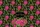 Black Fuchsia Rose Botanical Cluster Floral Wreath - Lifestyle Everyday Carry Quilted Tote Bag - 7
